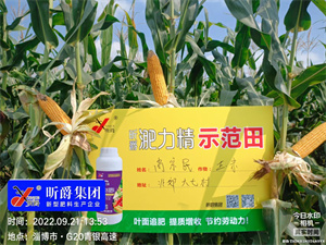 淝力精在淄博大七村玉米使用效果，后续又用在了小麦上