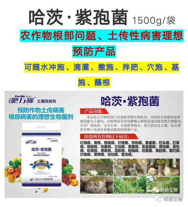 解决土传性病害，改土促根增产--肥万稼哈茨紫孢菌还能这样做！