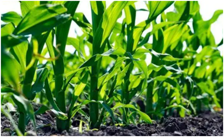 玉米苗期使用具有抗旱作用的液态复合肥淝力精，保障病虫害防控，提高玉米的产量和质量