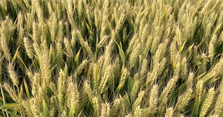 小麦收获期强降雨警惕小麦穗发芽发生，小麦倒伏后不可盲目扶直