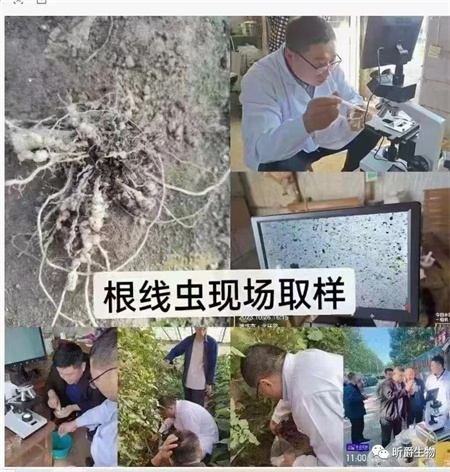 番茄线虫取样