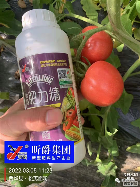 番茄黄苗弱苗就用液态复合肥淝力精