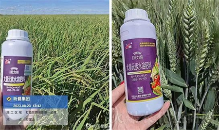 小麦增产关键期返青期怎么追肥？用替代尿素的叶面追肥产品19元素淝力精