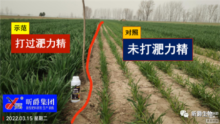 小麦拔节期使用新型液肥淝力精预防病害高发