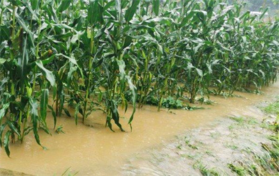 注意了！河南农田渍涝灾害风险，玉米施穗肥和病虫害防治管理很关键