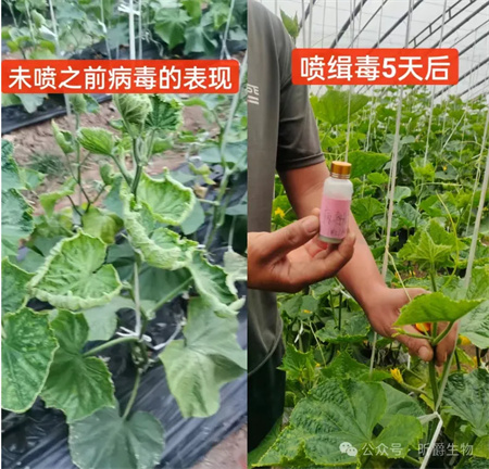 作物病毒病防治就用昕爵新缉▪毒