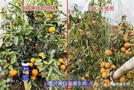 昕爵植物防冻剂寒伏，给植物穿上“棉袄”