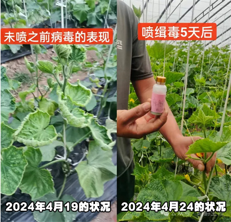 防治农作物病毒病，就用昕爵新缉▪毒