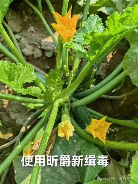 使用昕爵新缉▪毒，防治西葫芦病毒病效果好