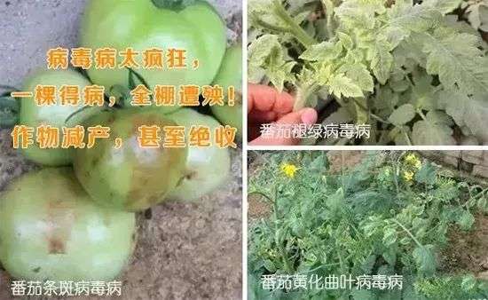 农作物病毒病防治用昕爵新缉·毒就对了