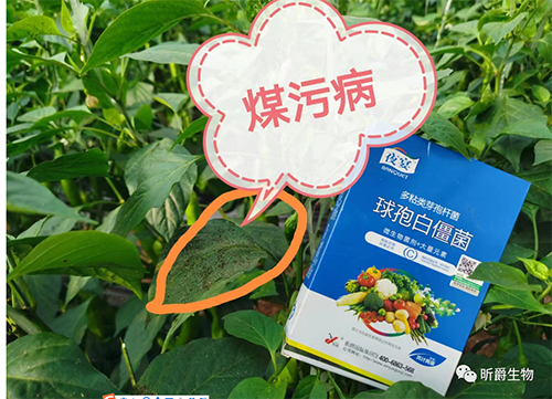 蓟马、蚜虫、白粉虱，昕爵夜宴轻松拿下