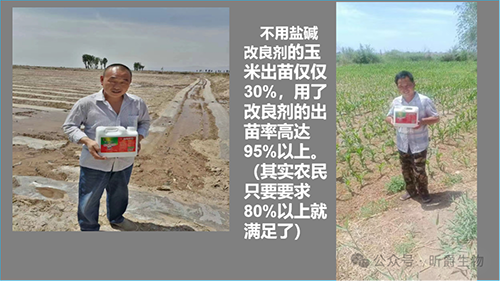 盐碱土壤改良就用昕爵盐碱改良剂