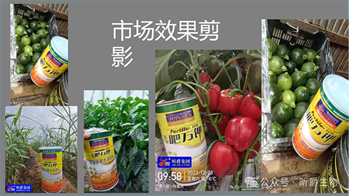 果实膨大就用水溶肥厂家昕爵生产的肥万钾