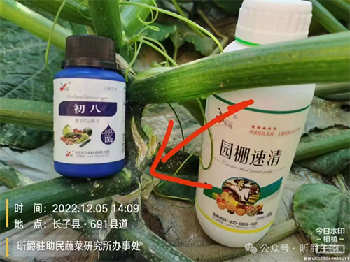 农作物真菌性病害防治就用昕爵初八