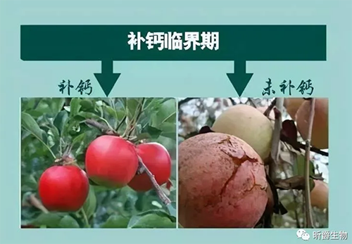 昕爵有机钙复配强、吸收快