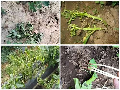 菌肥e稼适合盐渍化土壤里的水溶性有机菌肥