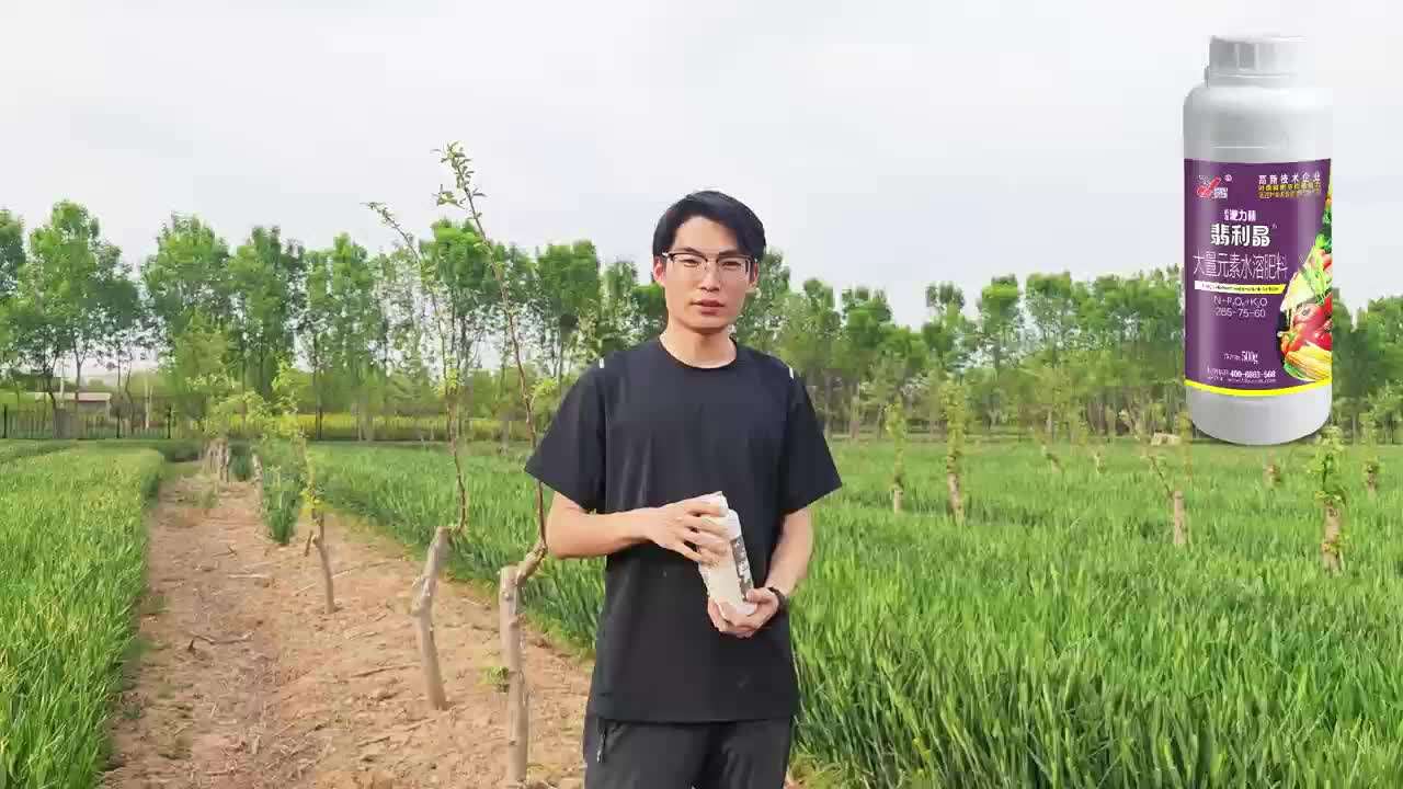 晚播小麦长势不好就用昕爵翡利晶