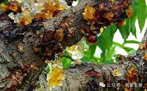 作物感染真菌、细菌、病毒不要紧，就用昕爵逆生4号